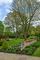Acer pseudoplatanus - Syacamore Maple - specimen trees in lawn surrounded by hedges and flower beds 