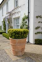 Buxus sempervirens - Box - in large terracotta pot, house in background 