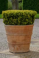 Buxus sempervirens - Box - in large terracotta pot