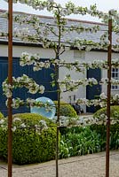 Malus 'Evereste' - Crabapple - pleached trained espalier in blossom, free-standing screen 