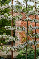 Malus 'Evereste' - Crabapple - pleached trained espalier in blossom