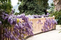Wisteria sinensis 'Prolific' growing in Italian garden. Villa Pergola. Alassio, Italy.
