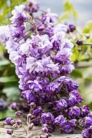 Wisteria floribunda 'Violacea Plena' - Japanese Wisteria