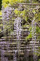 Wisteria floribunda 'Macrobotrys' - Japanese Wisteria 