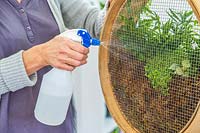 Woman misting houseplants planted in sieve with water from pump-action spray bottle. 