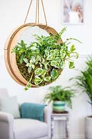 Hanging houseplant sieve in modern living room. 