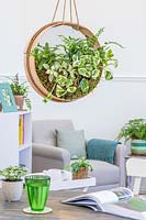 Hanging houseplant sieve in modern living room. 