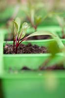 Beta vulgaris - Beetroot - seedlings in modules