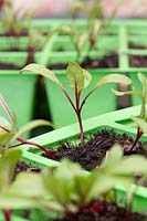 Beta vulgaris - Beetroot - seedlings in modules