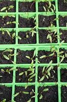 Beta vulgaris - Beetroot seedlings in modules