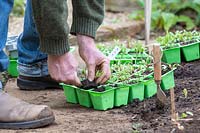 Beta vulgaris - Gardener taking beetroot seedlings out of modules