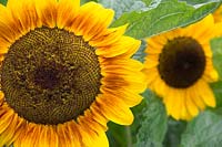 Helianthus annuus - Sunflower 'Tavor Flash'