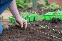 Beta vulgaris - Beetroot, planting out row of seedlings in the ground 