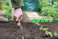 Gardener using a dibber when planting out beetroot seedlings - Beta vulgaris