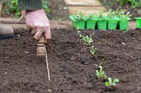 Gardener using a dibber when planting out beetroot seedlings - Beta vulgaris
