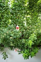 Small bird house with planting in raised container, including Carpinus betulus - Hornbeam 'Albert Beekman'