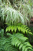 Arundo donax var. versicolor - Variegated Giant Reed and Woodwardia radicans - Fern