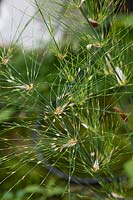 Elegia capensis - Horsetail Restio