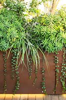 Euphorbia martinii, Liriope 'Silver Dragon' and Vinca minor in raised metal container