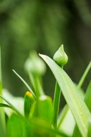 Agapanthus 'Rotterdam'.