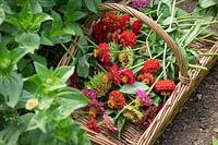 Wicker basket filled with zinnia deadheads