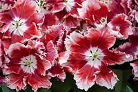 Tulipa 'Dee Jay Parrot' - Tulip - looking down into fully open blooms c