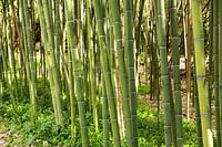 Phyllostachys viridiglaucescens - Green Glaucous Bamboo - grown on commercial scale as a crop 