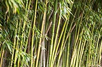 Phyllostachys viridiglaucescens - Green Glaucous Bamboo - grown on a commercial scale as crop
