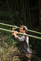 Nurseryman carrying thick canes of harvested Phyllostachys viridiglaucescens - Green Glaucous Bamboo - on his shoulders