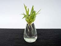 Rooting young plantlets of spider plants in water - Chlorophytum comosum 