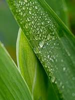 Emerging Iris bud