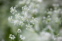 Anthriscus sylvestris - Common Cow Parsley, Wild Chervil, Beaked Parsely, Keck