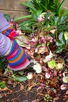 Cutting off Helleborus - Hellebore - leaves to reveal the flowers