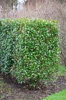 Hedge of Ligustrum ovalifolium - Privet