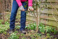 Putting in metal plant supports for perennials - Phlox paniculata 'Balmoral'