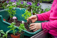 Potting up cuttings of scented leaved Pelargonium 'Attar of Roses' AGM - separating and putting into individual pots