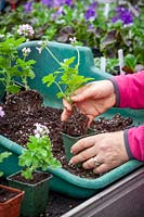 Potting up cuttings of scented leaved Pelargonium 'Attar of Roses' AGM - separating and putting into individual pots