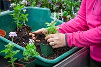 Potting up cuttings of scented leaved Pelargonium 'Attar of Roses' AGM - separating and putting into individual pots