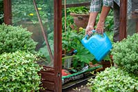 Watering tomatoes growing in growbags in a greenhouse