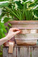 Applying copper tape to a terracotta container to protect a Hosta from slugs and snails