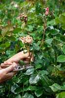 Deadheading a rose with secateurs