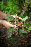 Removing leaves from roses that are badly affected with Black Spot - Diplocarpon rosae