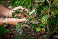 Removing leaves from roses that are badly affected with Black Spot - Diplocarpon rosae