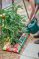 Watering Tomato plants grown in growbags in a greenhouse