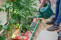 Watering tomatoes grown in growbags in a greenhouse