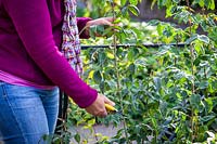 Pruning a tall leggy rose bush in autumn - cutting back by a half to prevent wind damage