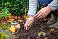 Taking hardwood cuttings of Ribes nigrum - blackcurrants - placing cuttings in a trench. 