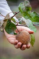 Removing an apple that has been infected with brown rot - Monilinia fructigena, M. laxa.