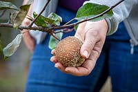 Removing an apple that has been infected with brown rot - Monilinia fructigena, M. laxa.