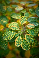 Cotinus cogyggria - Autumn colouring just appearing on the leaves after the first cold nights. 